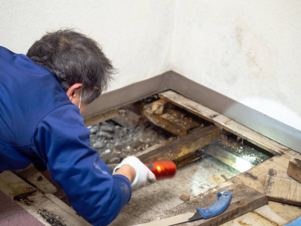 Best Local Mold Removal Service  in Moosic, PA