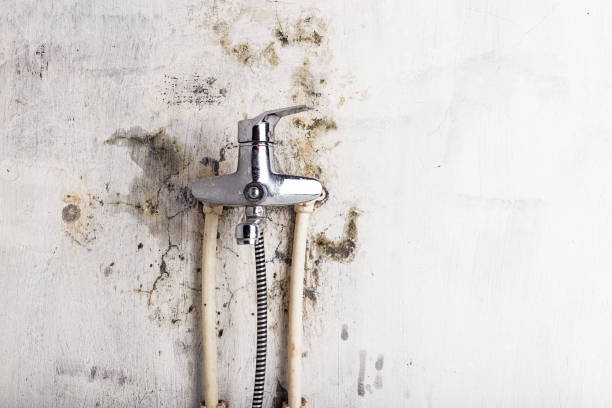 Best Certified Mold Removal  in Moosic, PA