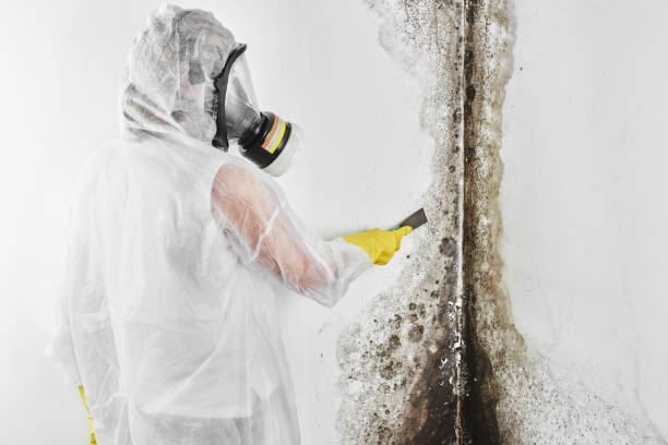 Best Mold Removal Near Me  in Moosic, PA