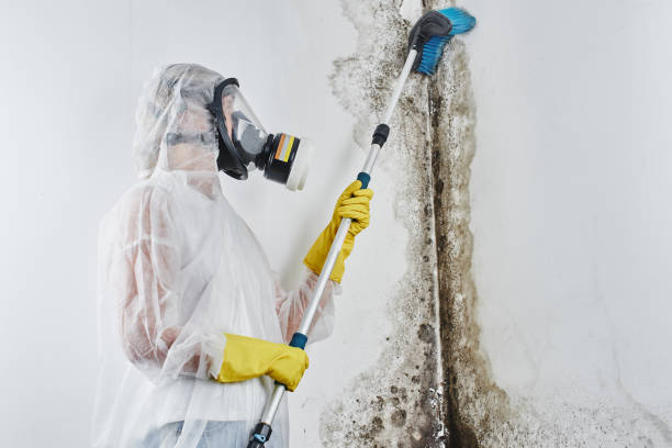 Best Mold Testing  in Moosic, PA