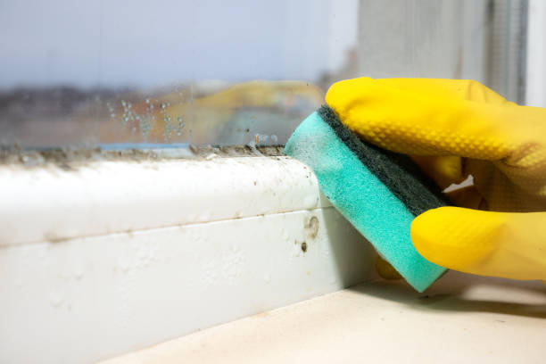Best Same-Day Mold Removal  in Moosic, PA