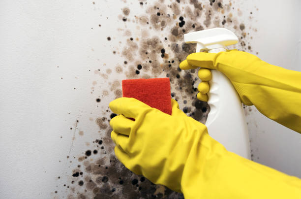 Best Crawl Space Mold Removal  in Moosic, PA