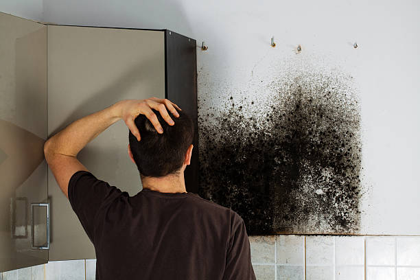 Professional Mold Removal in Moosic, PA