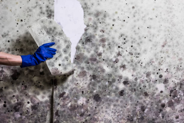 Best Mold Remediation  in Moosic, PA