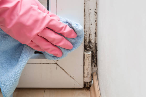 Best Emergency Mold Removal  in Moosic, PA