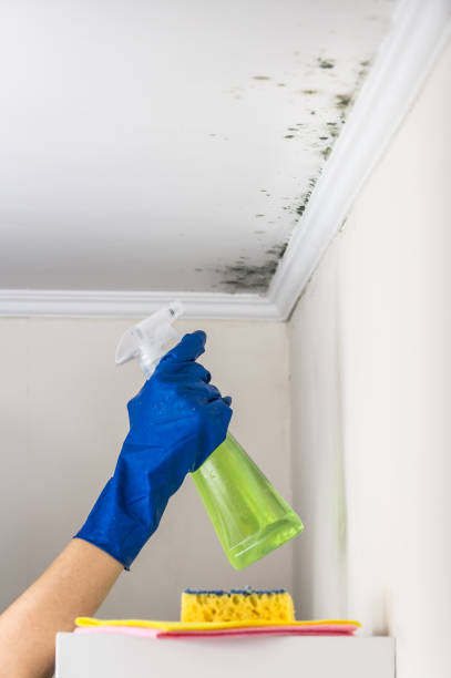 Best Commercial Mold Removal  in Moosic, PA